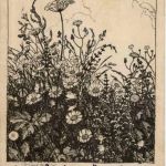 Rudolf Steck - Juniwiese