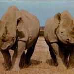 Rhino