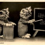 Katze - Cat - Schule