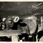 Kuh und Katze - Cow and cat