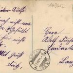 Gemsen im Hochgebirge