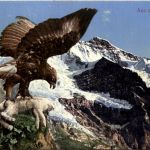 Adler - Eagle