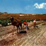 Islas Canarias - Ploughing with camel