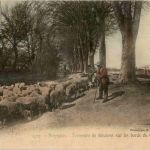 Brignoles - shepherd