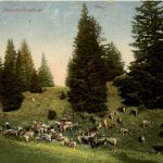 Sommerfrischler Toggenburg