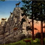 St. Gallen - Steinbockfelsen