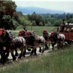 Pferdekurtsche - Bier