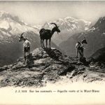 Aiguille verte et le Mont Blanc - Ziegen Goat