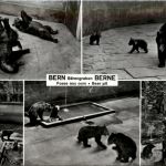 Bern - Bär