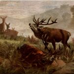 C. F. Deiker - Hirsch - DEGI