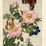 Schmetterlinge