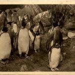 Pinguin- Carl Hagenbecks Tierpark Hamburg