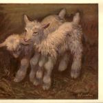 Goat Ziegen - Pro Infirmis