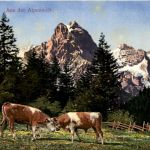 Aus der Alpenwelt - Kühe