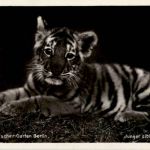 Berlin - Zoologischer Garten - Junger Tiger