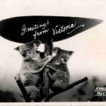Greetings from Victoria - Koala Bear