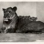 Berlin - Zoologischer Garten - Löwe - Lion