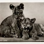 Berlin - Zoologischer Garten - Lion - Löwen