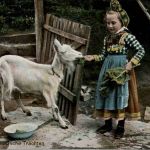 Hessische Trachten - Ziege - Goat