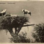 Ostseebad Bodenhagen - Storch