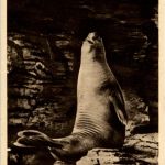 Hamburg - Carl Hagenbecks Tierpark - See Elefant