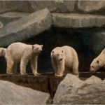 Hamburg - Eisbären - Polarbear