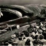 Greetings from Jonah the Giant Whale