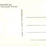 Greetings from Jonah the Giant Whale