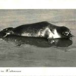 Seehund im Wattenmeer