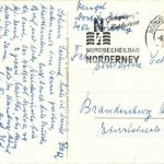 Seehund im Wattenmeer