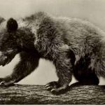 Junger Kaukasusbär