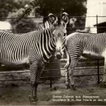 Grevy Zebras