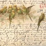 Vögel - Wellensittich