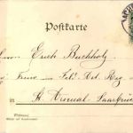 Vögel - Wellensittich