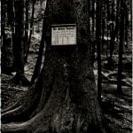 Hohegeiss - Dicke Tanne