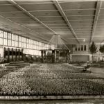 Berlin - Grüne Woche 1959