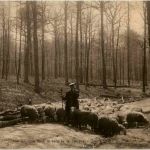 Bruxelles - Les moutons dans le bois de la cambre