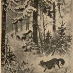 Fuchs