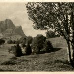 Braunwald