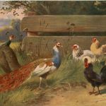 Chicken - Pfau