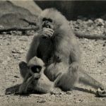 Paris - Parc Zoologique - Monkey