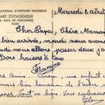 Paris - Parc Zoologique - Monkey