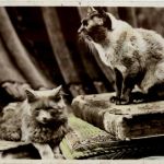 Cat - Katzen