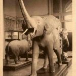 Tervueren - Musee du Congo Belge - elephant