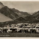 Arosa- Schafe
