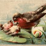 Vogel - Bird