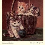Cat - Katzen