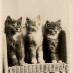 Cats