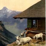 Ziegen - Goat