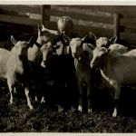 Ziegen - Goat